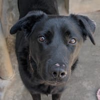 Vicky, chienne à adopter