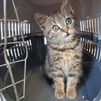 VIOLETTE, chatte à adopter