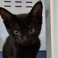 BAGHEERA (réservé), chatte à adopter