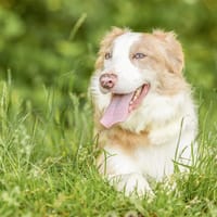 TINA, chienne à adopter