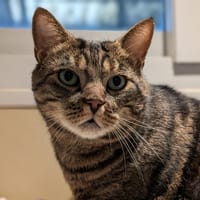 BJORN A17448, chat à adopter