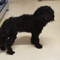 ELIOTT PAA24248, chien à adopter