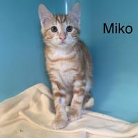 Miko, chat à adopter