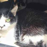 CHAPLIN, chat à adopter