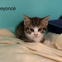 Beyonce, chatte à adopter