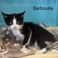 Barbouille, chat à adopter