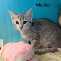 Malika, chatte à adopter