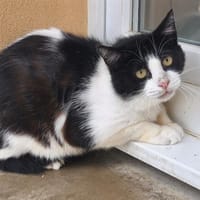 NASH, chat à adopter