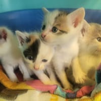 Iris, chatte à adopter