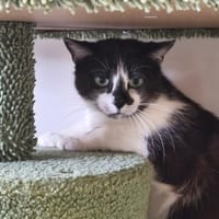 BICHETTE, chatte à adopter