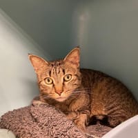 BRASCO, chat à adopter
