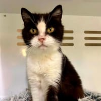 JENNA, chatte à adopter