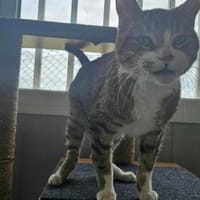 SHIVA, chat à adopter