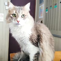 BILLY, chat à adopter