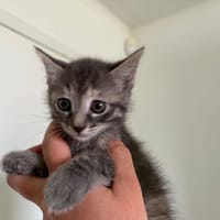 Stone, chat à adopter