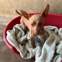 Pec dit MINUS, chien à adopter