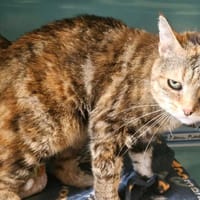 MEMERE, chatte à adopter
