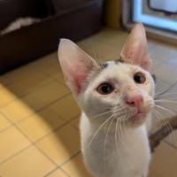 RICO A17440, chat à adopter