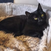 CACAHUETE - RESERVEE, chatte à adopter