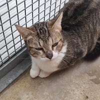 CRYSTALE, chatte à adopter