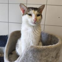 CLARENCE, chat à adopter