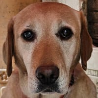 SOTTYSE, chienne à adopter