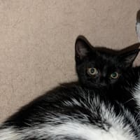 ZORRO, chat à adopter