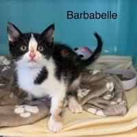 Barbabelle, chatte à adopter