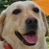 SOFIA, chienne à adopter