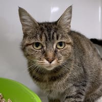 LYKIRI, chatte à adopter