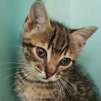 TRUC, chat à adopter