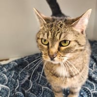 GRISETTE, chatte à adopter