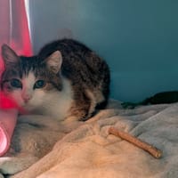 DEMBELE, chatte à adopter