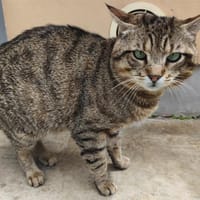 MARLOW, chat à adopter