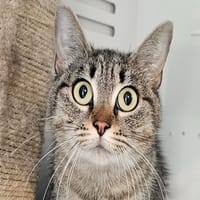 KAYLA (réservée), chatte à adopter