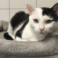 ARIA, chatte à adopter