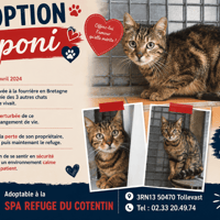 APONI, chatte à adopter