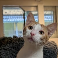 LULU A17441, chat à adopter