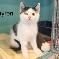 Bayron, chat à adopter