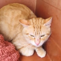 MIAOUSS, chat à adopter