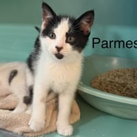 Parmesan, chat à adopter
