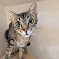 LOUNA, chatte à adopter