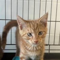 TIGER, chat à adopter