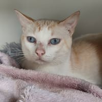 CHAOURCE QCT, chat à adopter