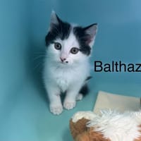 Baltazar, chat à adopter