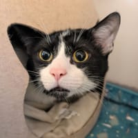 SUSHI, chat à adopter