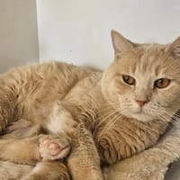 TSUKY, chat à adopter