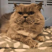 Blue, chat à adopter