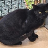 ELIE, chat à adopter
