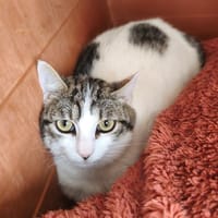 MOUNIE, chatte à adopter